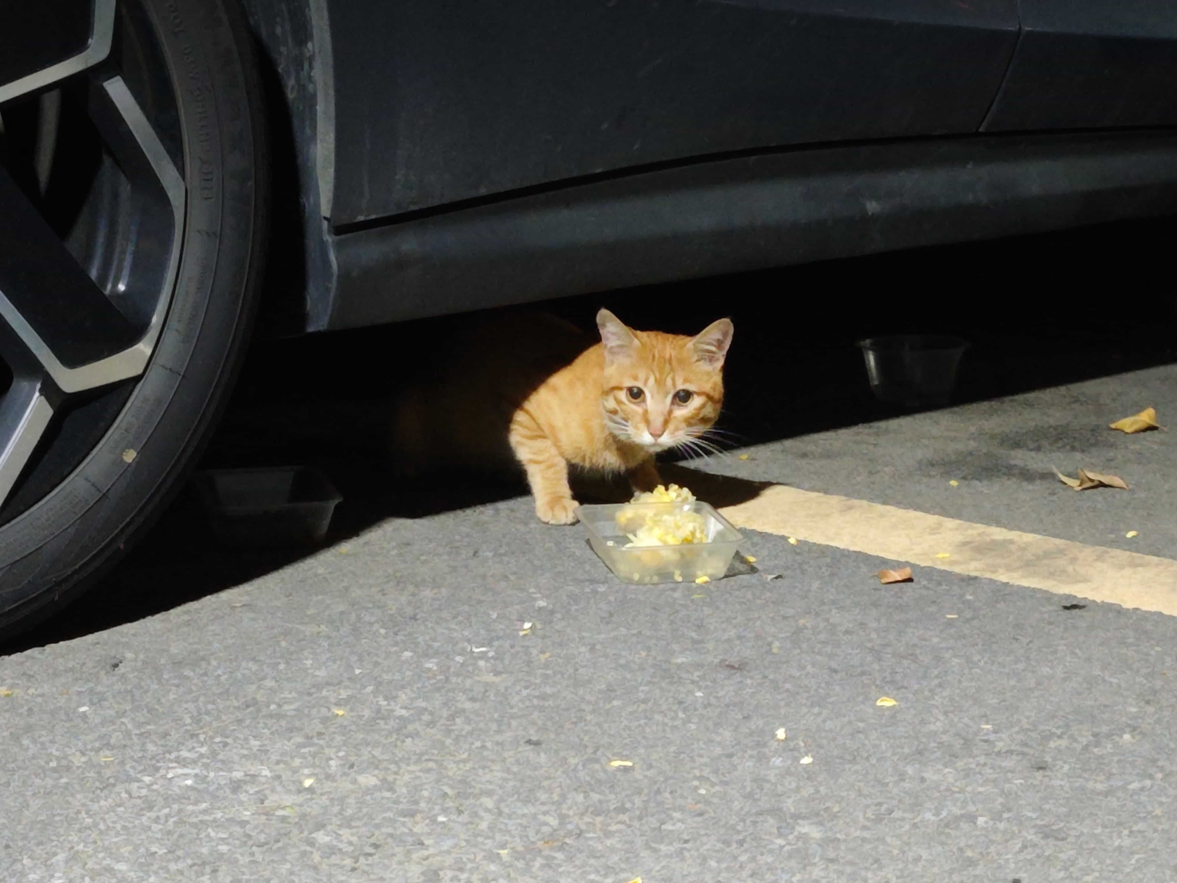 猫猫